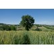 Properties for Sale_Farmhouses to restore_OLD FARMHOUSE WITH SEA VIEW FOR SALE IN LE MARCHE Country house to restore with panoramic view in central Italy in Le Marche_24